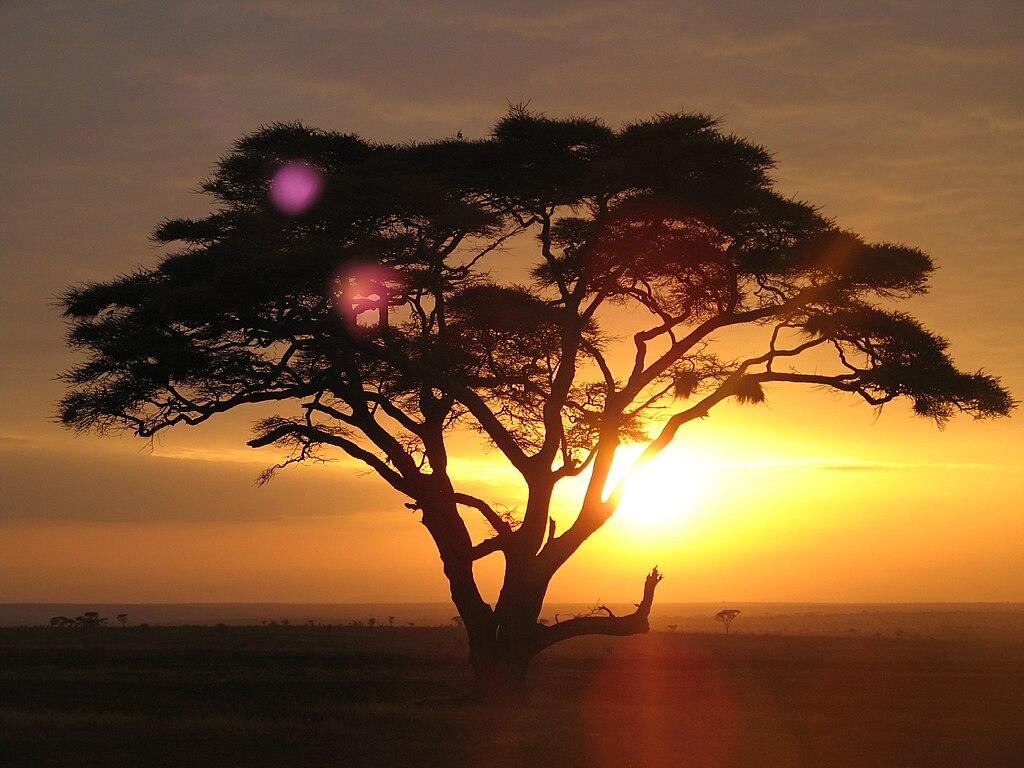 Acacia Tree Sunset