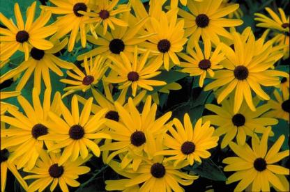 Black eyed Susans