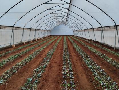 Hoop house