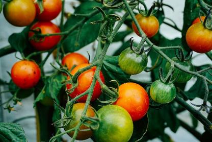 tomato