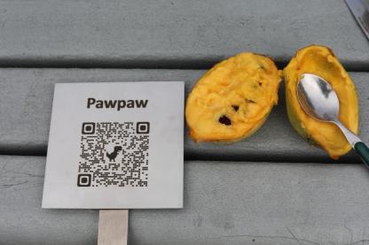 pawpaw