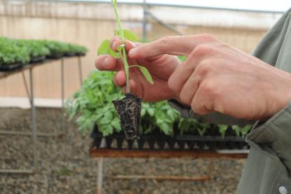 seedling