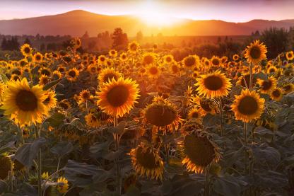 sunflowers