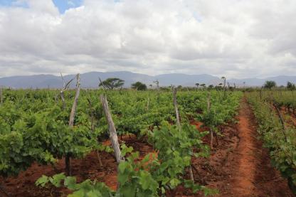 Grape grove