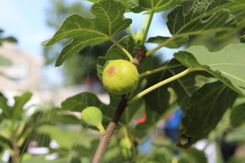 fig