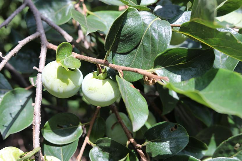 persimmon