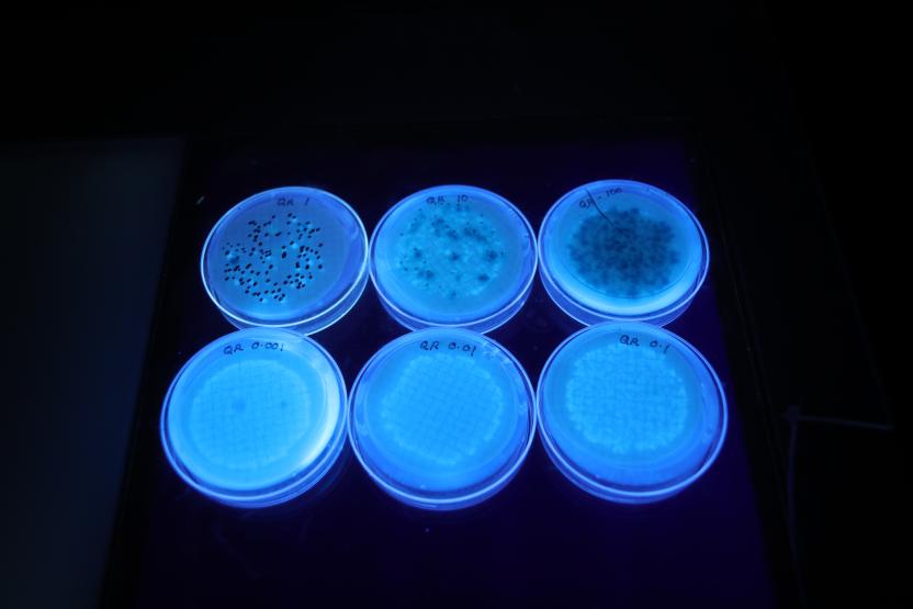 UV plates