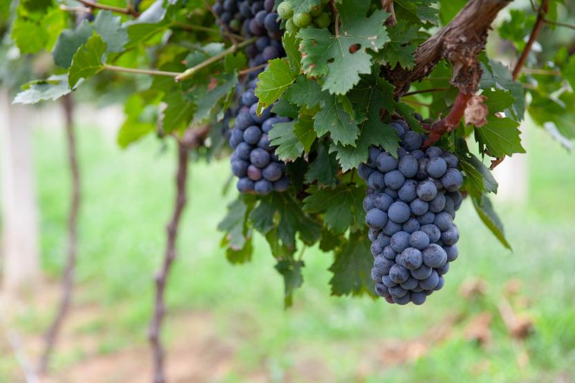 grapes