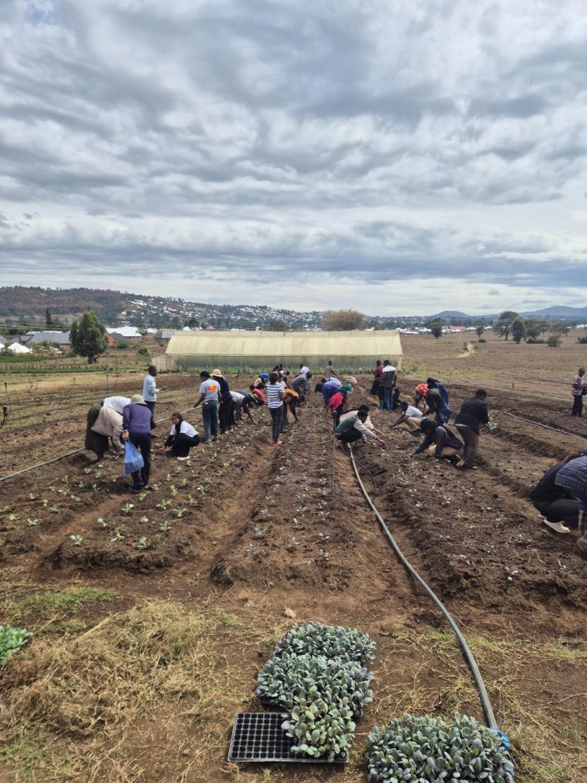 MUST farm planting