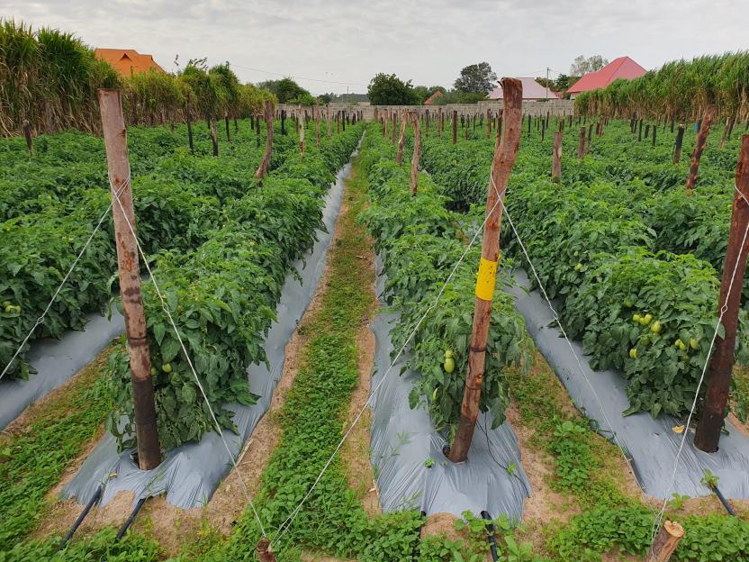 Farm