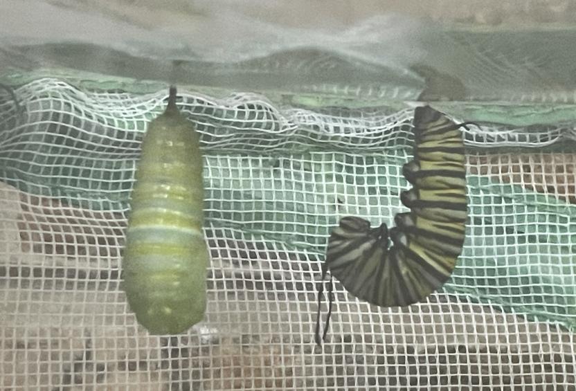 Monarch caterpillars
