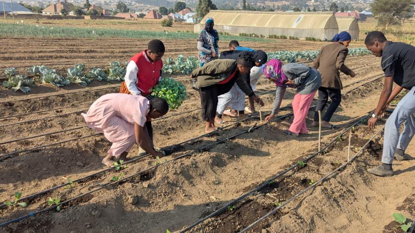 planting cabbage
