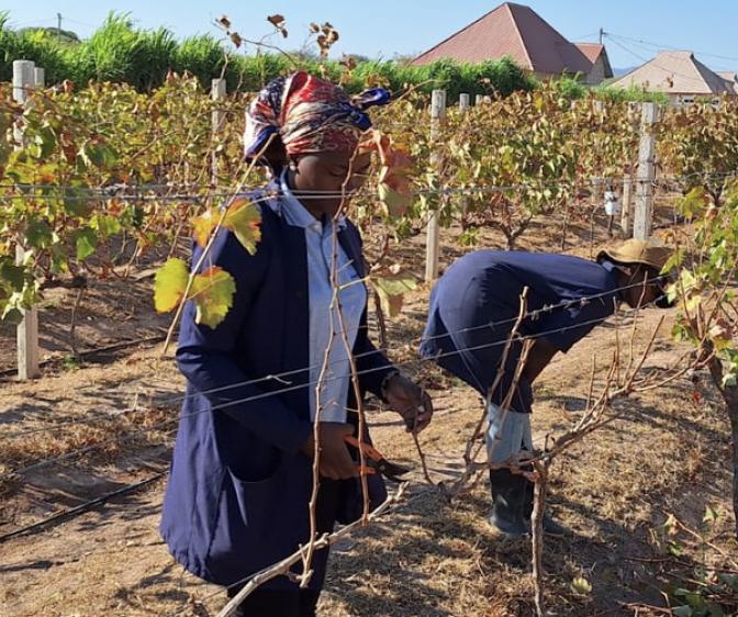farmers in grape field