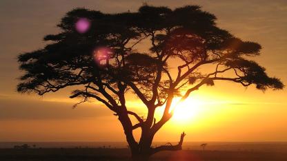 Acacia Tree Sunset