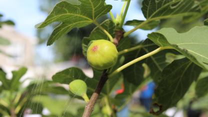 Figs