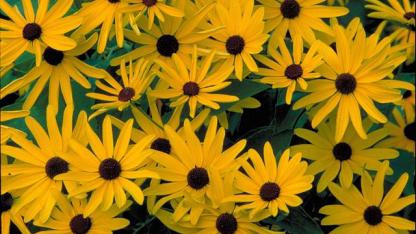 Black eyed Susans