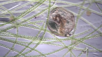 Microbes