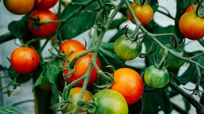 tomato
