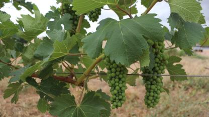 grapes