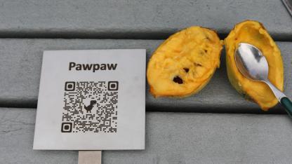 pawpaw