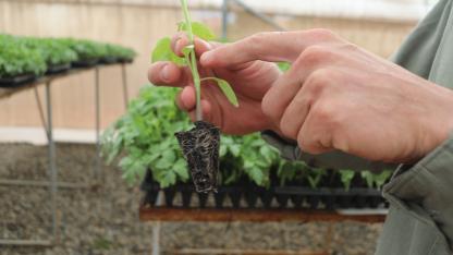 seedling