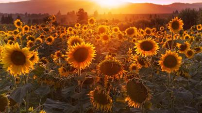 sunflowers