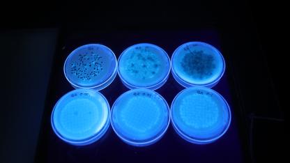 UV plates