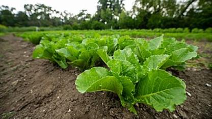 lettuce