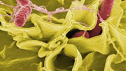 salmonella