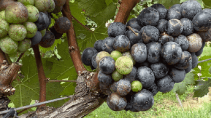 grapes