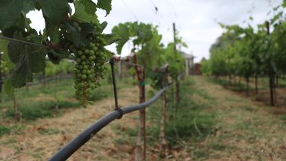 Drip irrigation