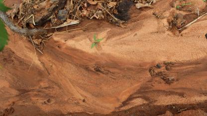 soil