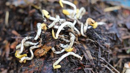 Compost