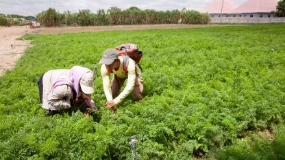 Ag fellowship