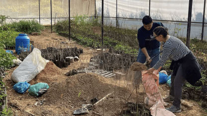 planting