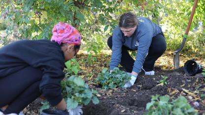 Planting