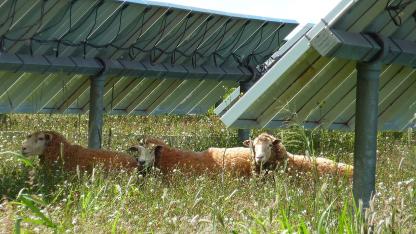 Sheep under panels