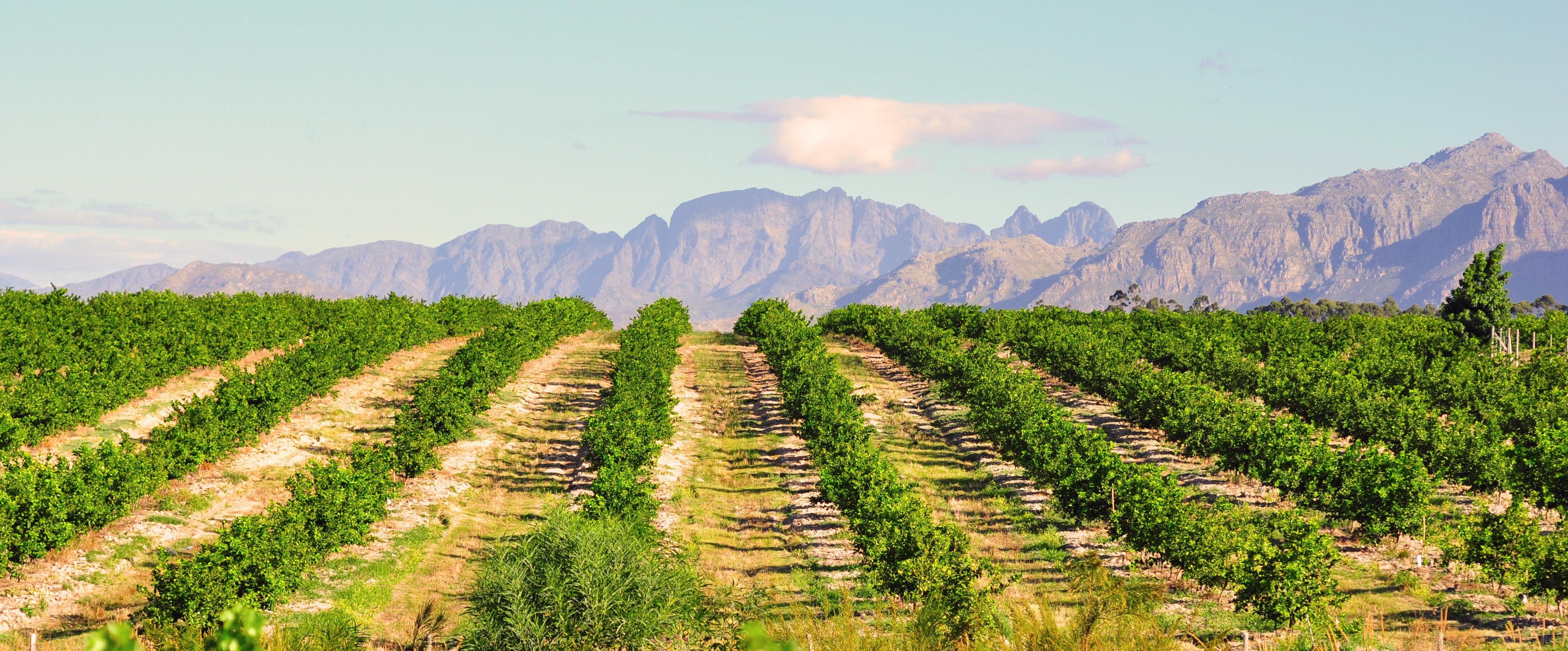 Grape cultivation in Africa