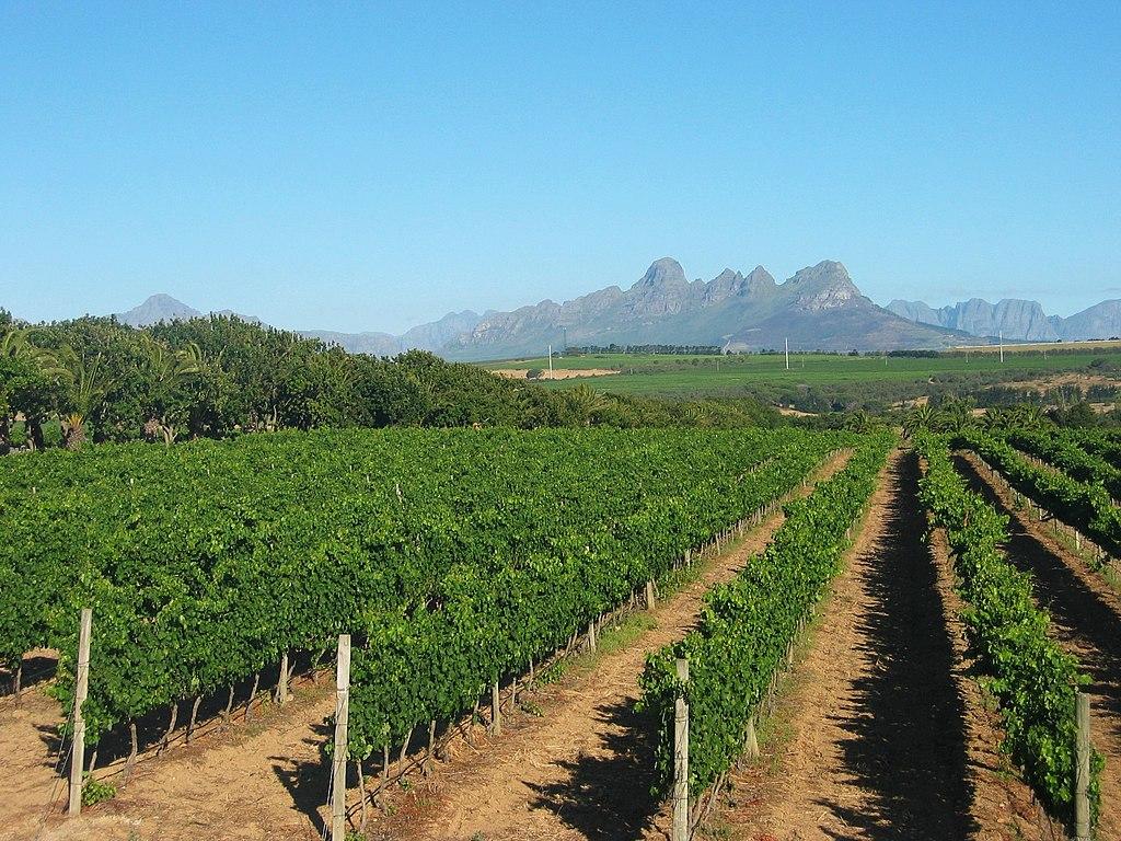 Tanzania vineyard