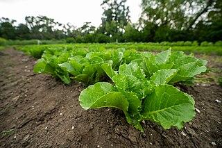 lettuce
