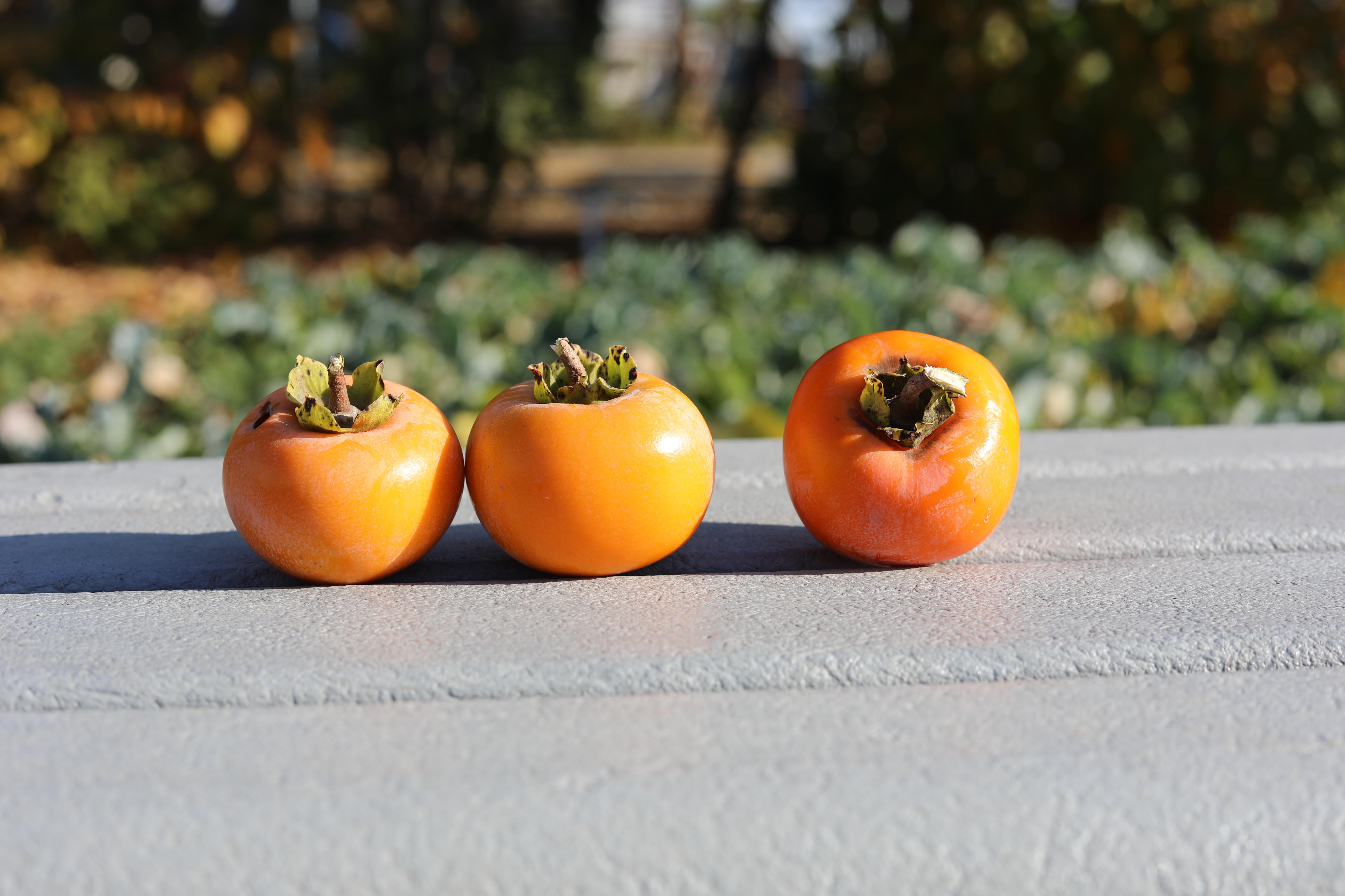 persimmons