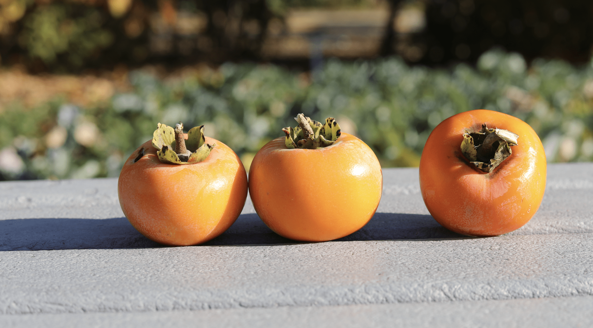 persimmons