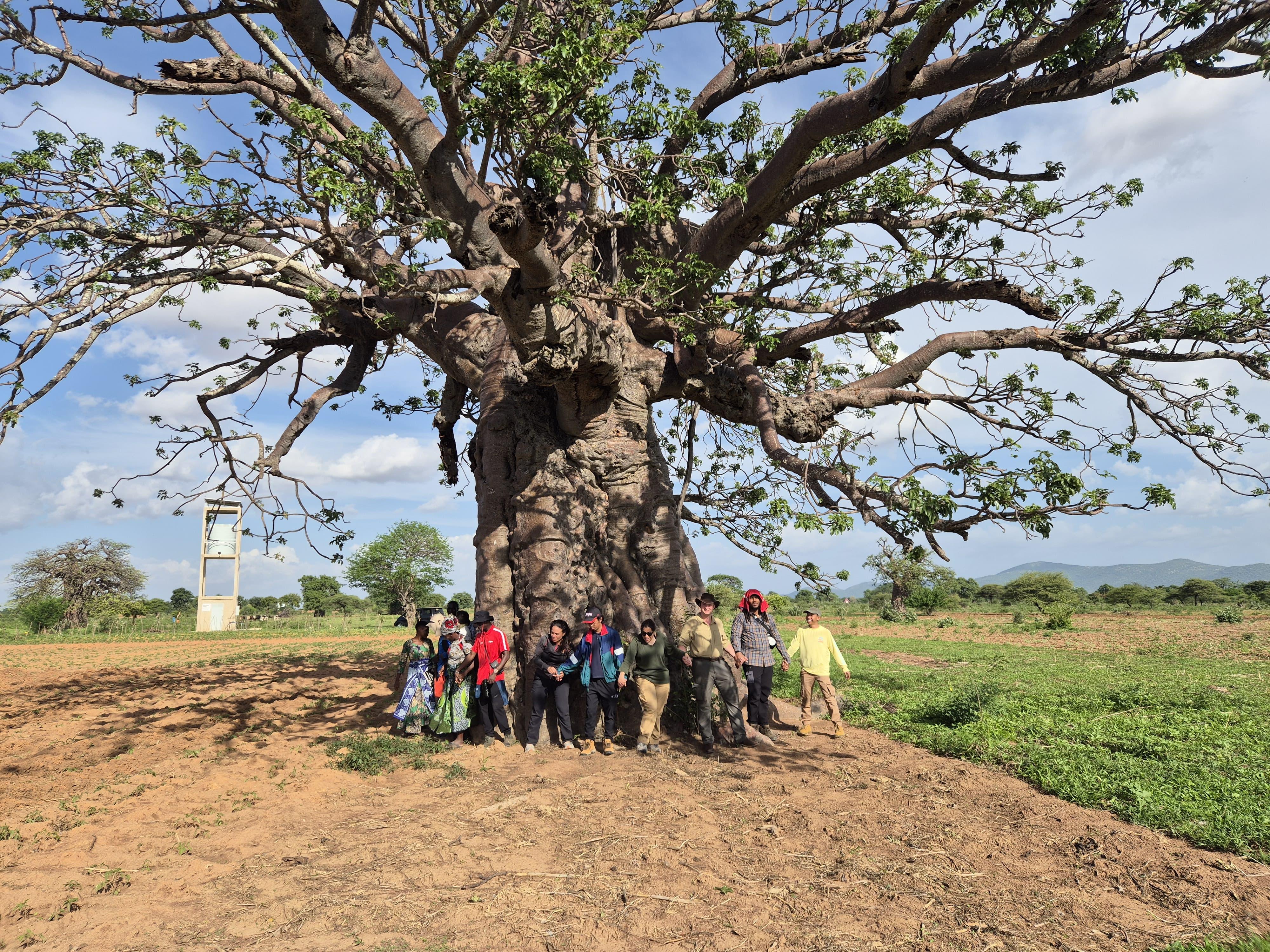 baobab 1