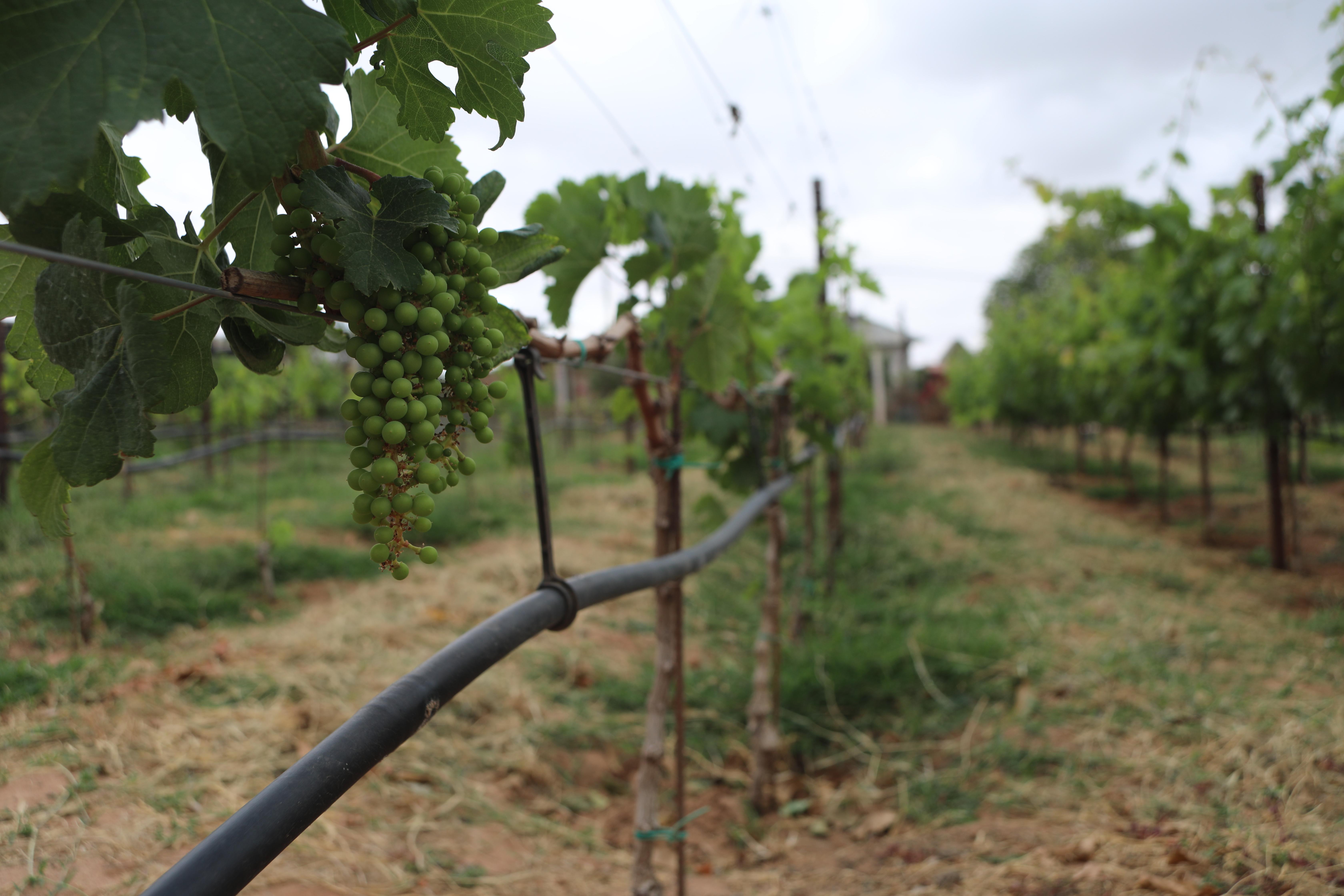 Drip irrigation