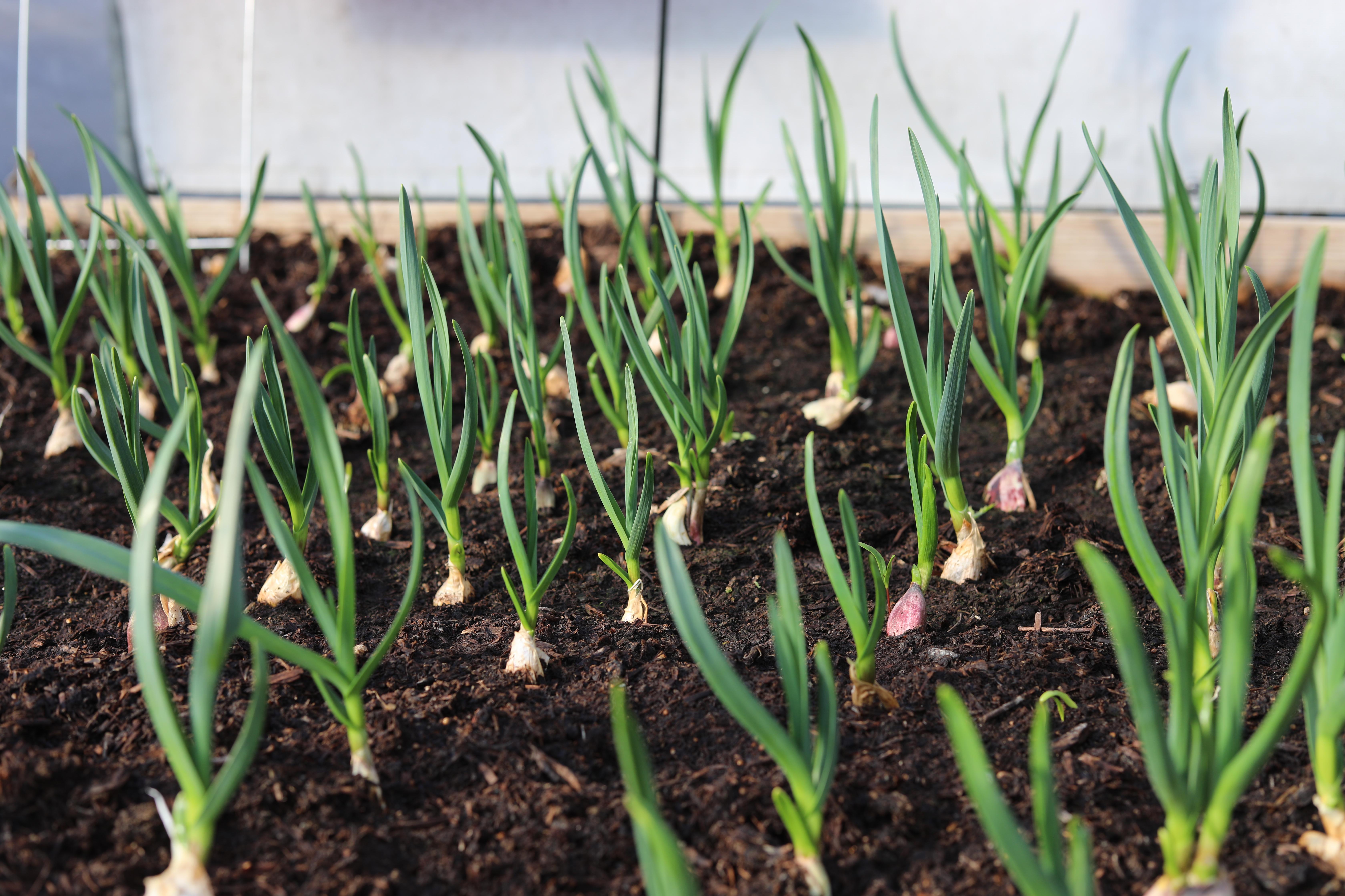 Winter garlic