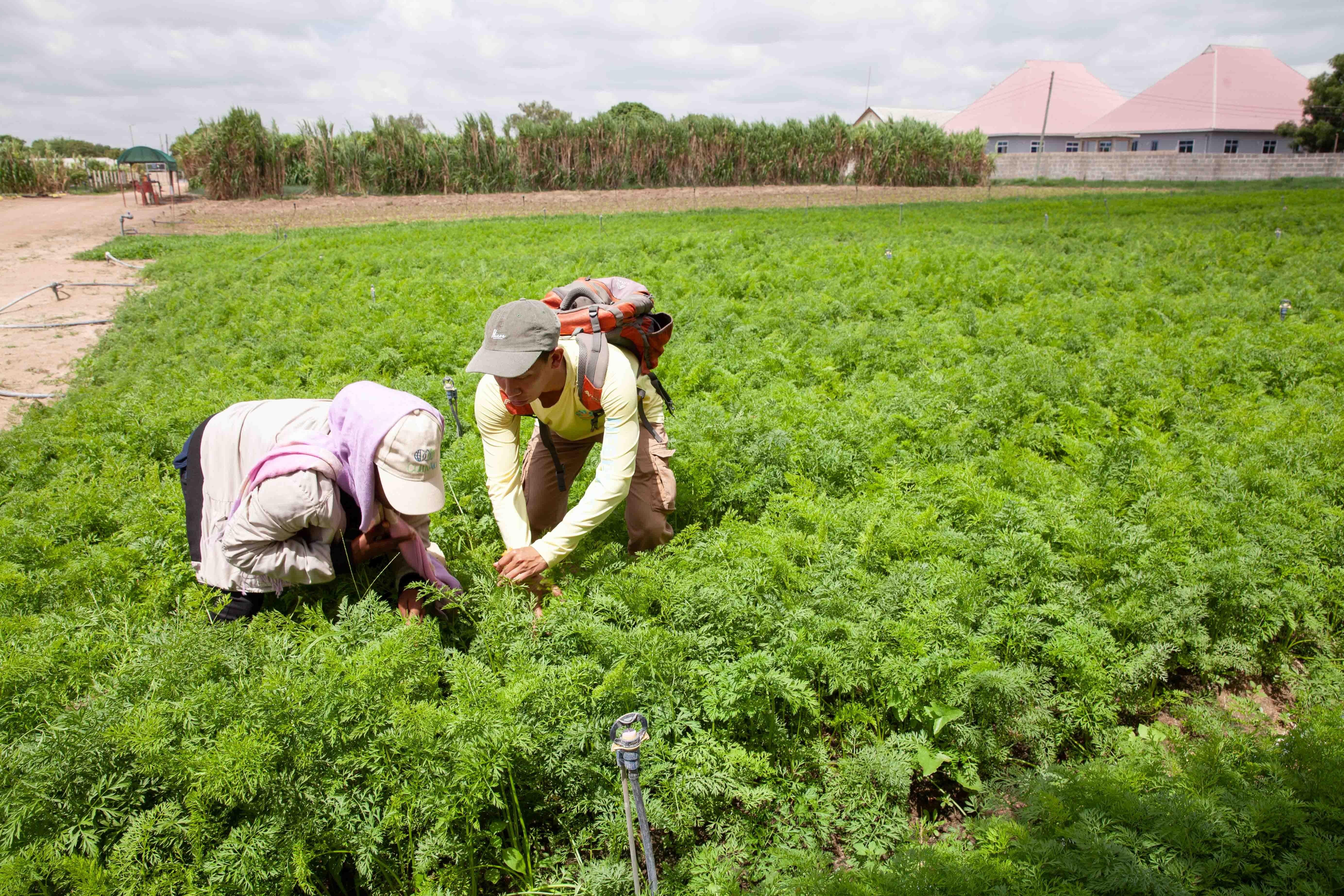 Ag fellowship