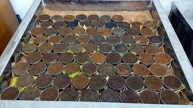 soil samples