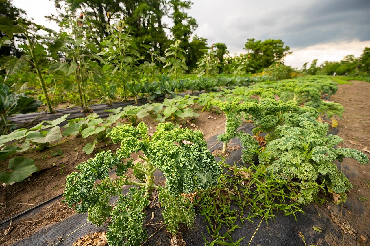 Kale