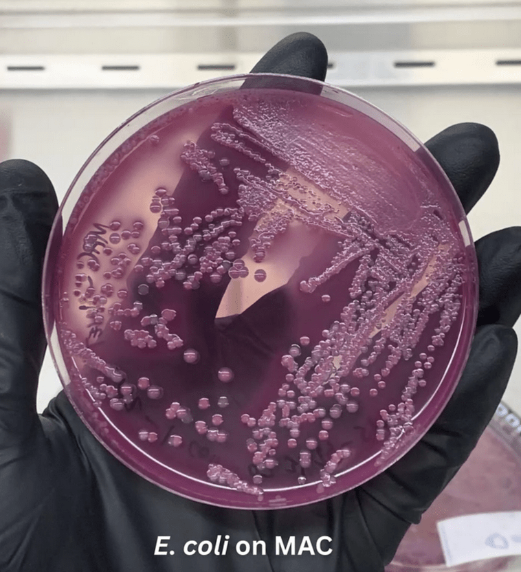 petri dish