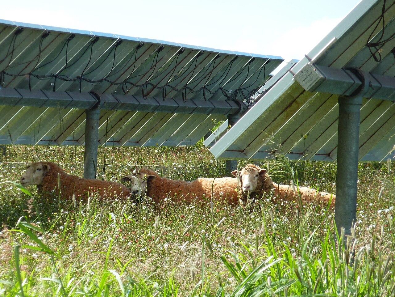 Sheep under panels